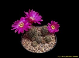Sulcorebutia pasopayana WR593-15 2074